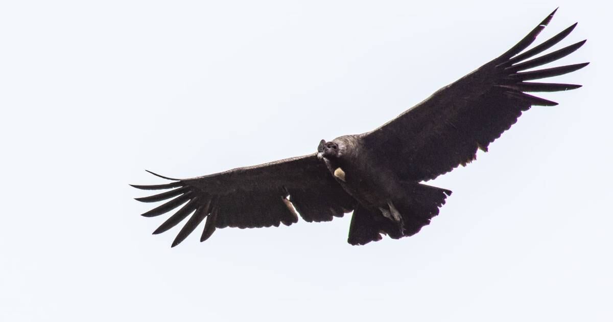 El páramo del Almorzadero en Santander es uno de los epicentros del cóndor de los Andes. Foto: Fernando Castro.