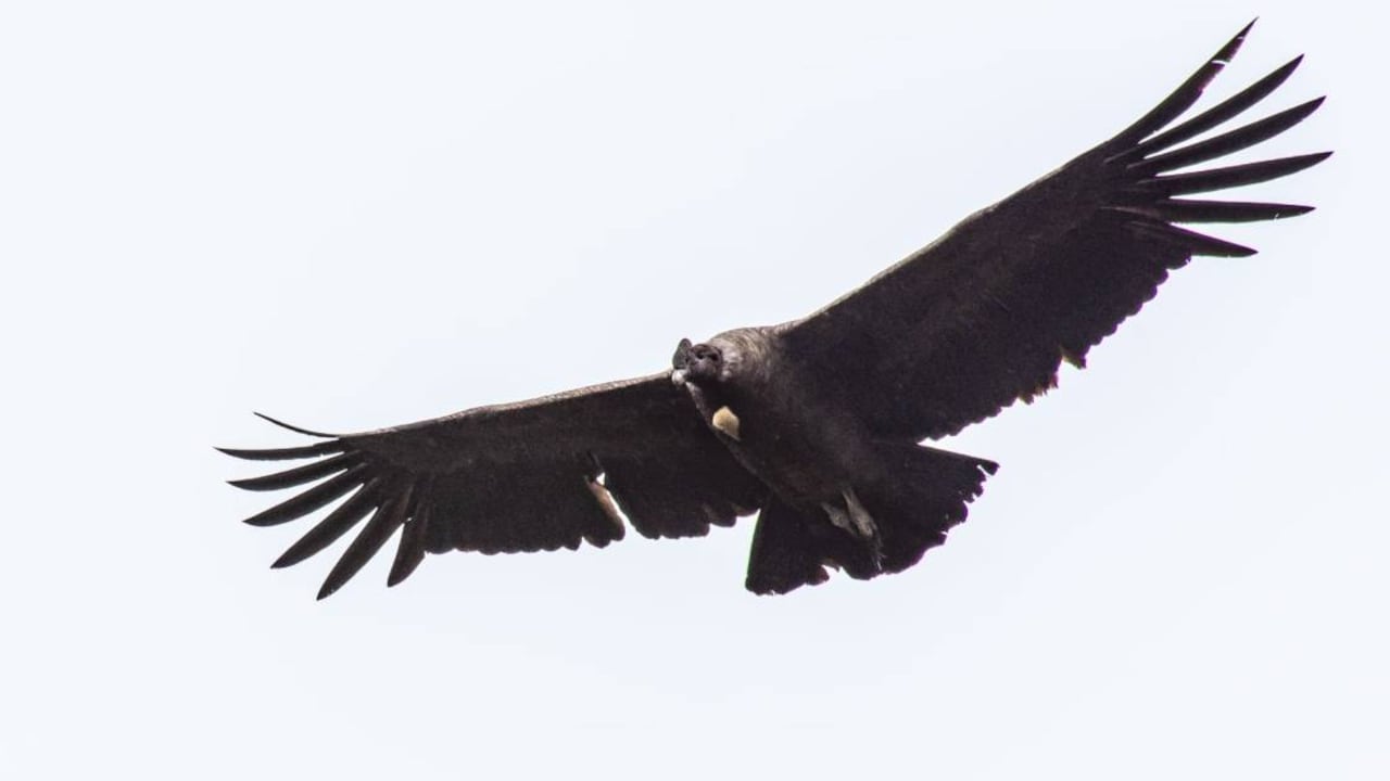 El páramo del Almorzadero en Santander es uno de los epicentros del cóndor de los Andes. Foto: Fernando Castro.