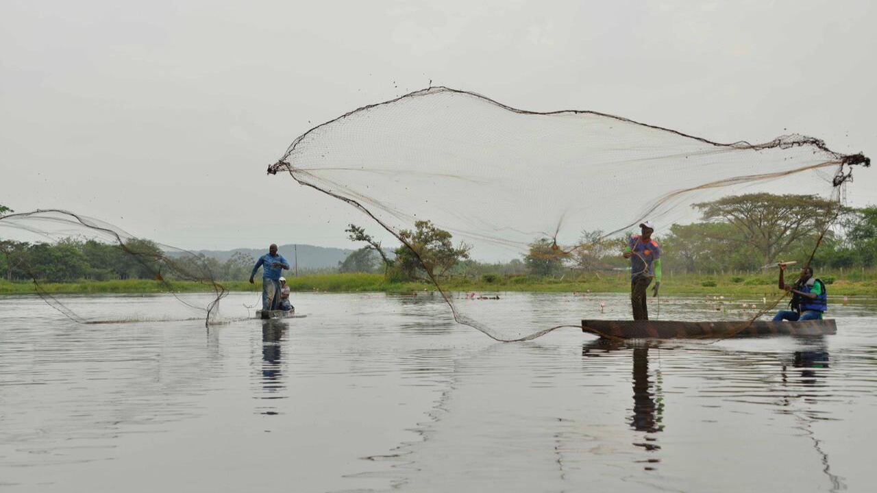 La siembra de peces favorece la actividad de la pesca, que da sustento a muchas comunidades del Valle y el Pacífico.