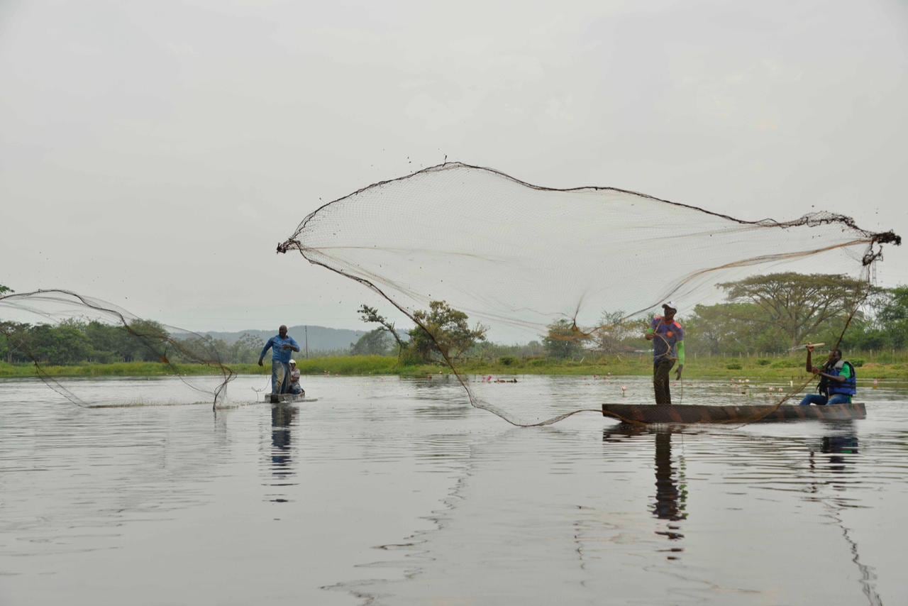 La siembra de peces favorece la actividad de la pesca, que da sustento a muchas comunidades del Valle y el Pacífico.
