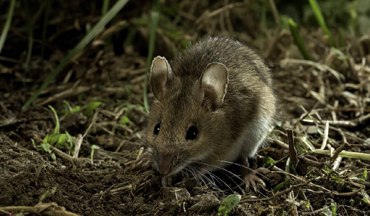 Los técnicos decidieron abrir las cajas metálicas que guardaban los billetes y se encontraron con varios roedores muertos y el dinero destruído.