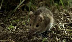 Los técnicos decidieron abrir las cajas metálicas que guardaban los billetes y se encontraron con varios roedores muertos y el dinero destruído.