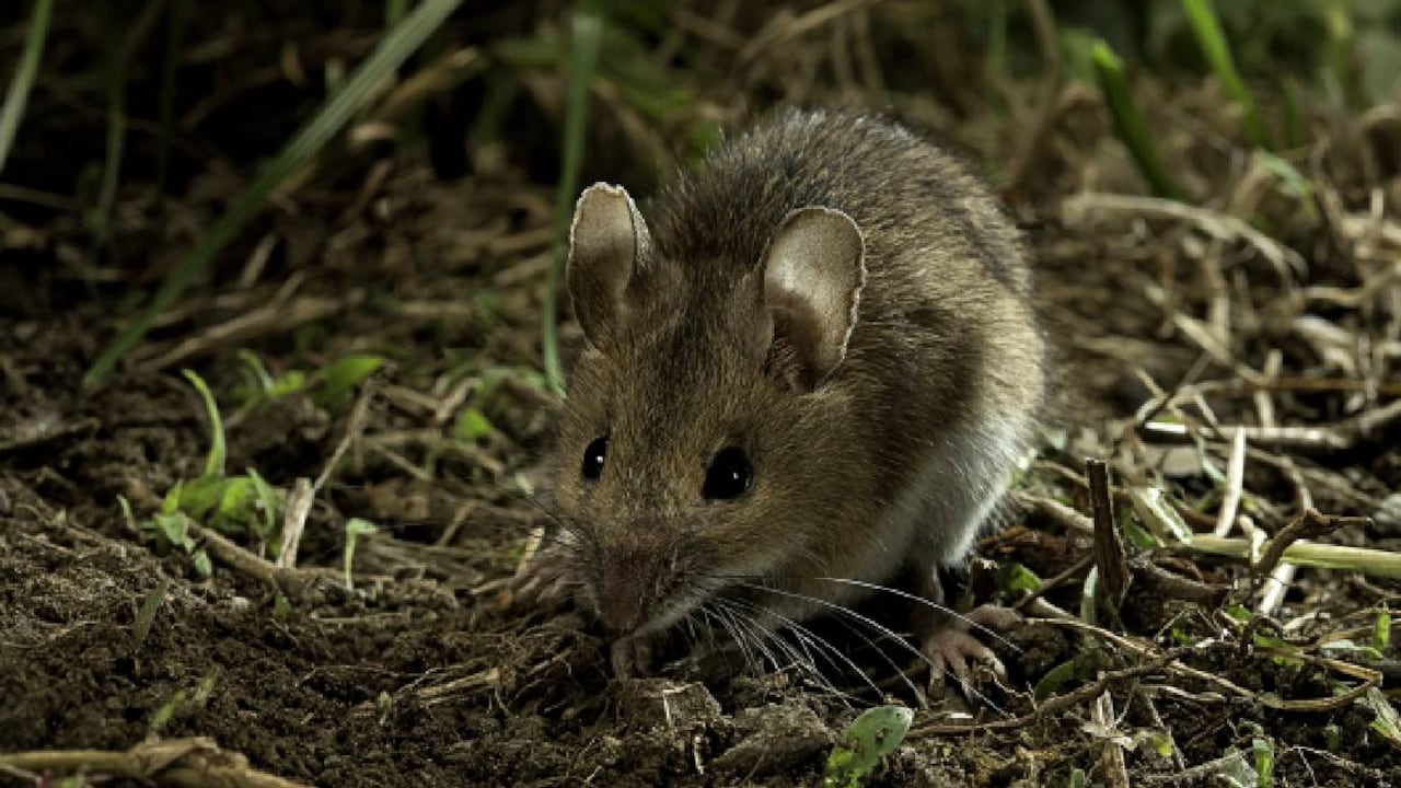 Los técnicos decidieron abrir las cajas metálicas que guardaban los billetes y se encontraron con varios roedores muertos y el dinero destruído.