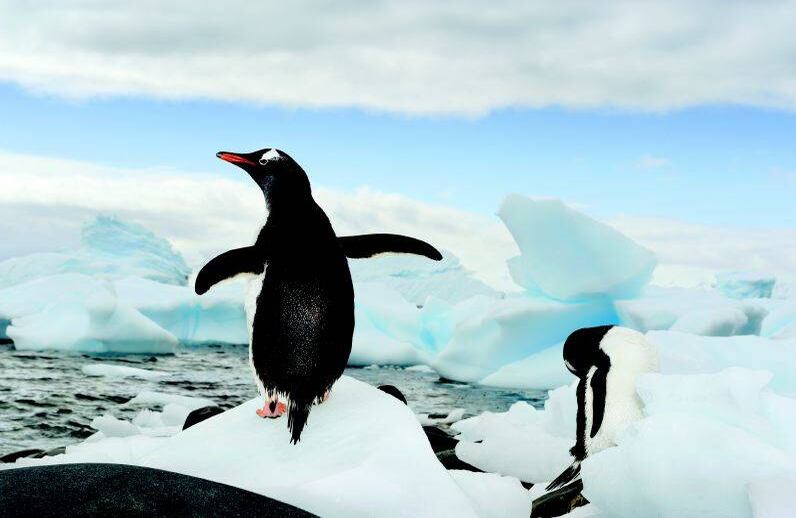 El pingüino gentú se posa entre las rocas y el hielo. Éstas aves realizan hasta 450 inmersiones al día en búsqueda de comida (Antártida, 2010). FOTO: Brian Skerry/National Geographic