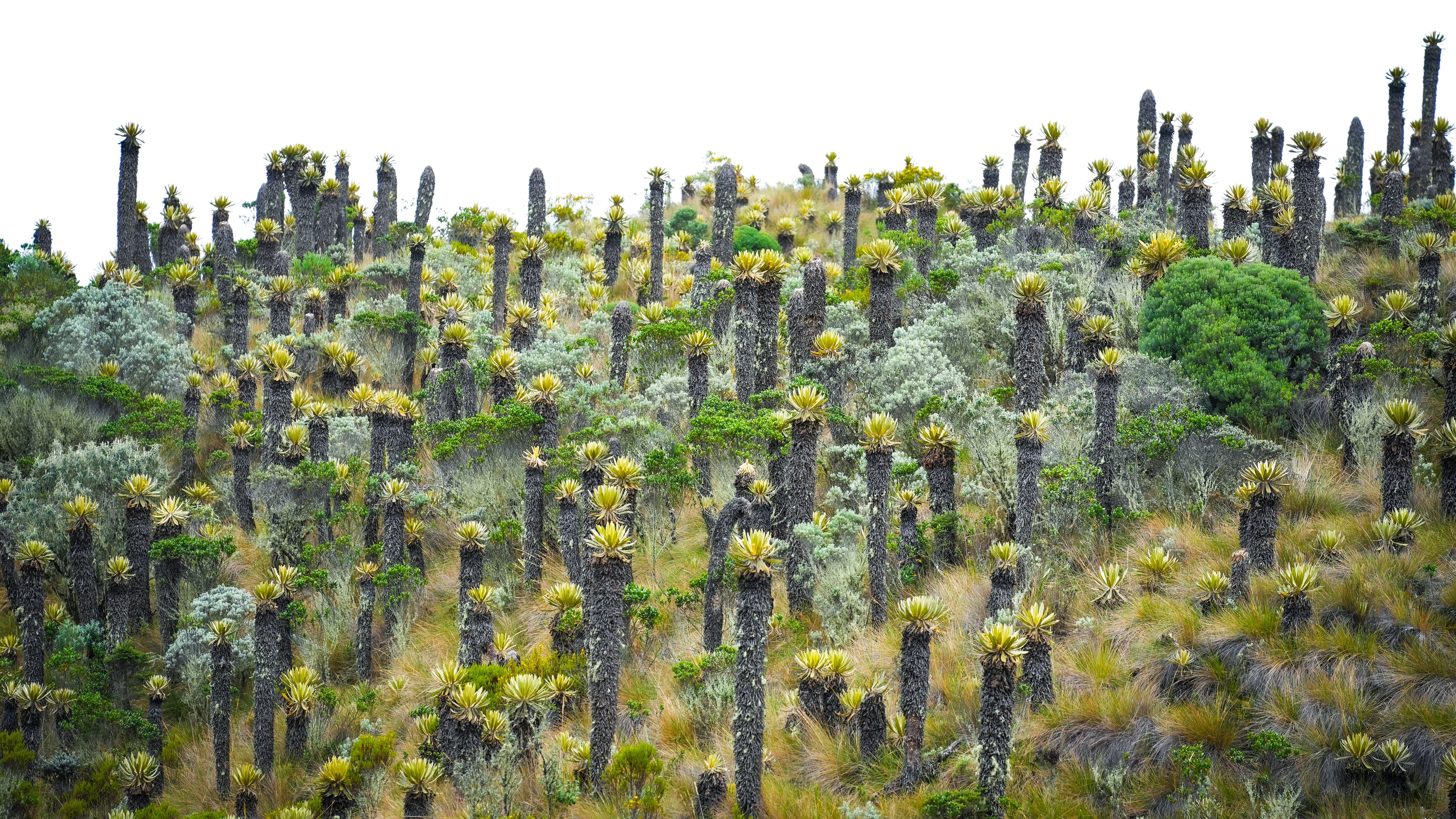 Este evento, impulsado desde Ibagué y Murillo, convertirá al Tolima en el punto de convergencia de una conversación global sobre el agua, la biodiversidad y la vida