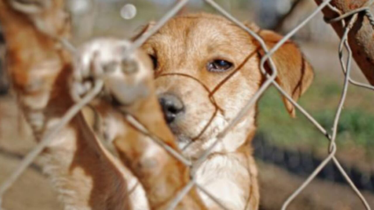 La jornada se llevará a cabo en Gran Estación Centro Comercial - Tercer Piso el domingo 29 de junio de 11:00 a.m. a 5:00 p.m.