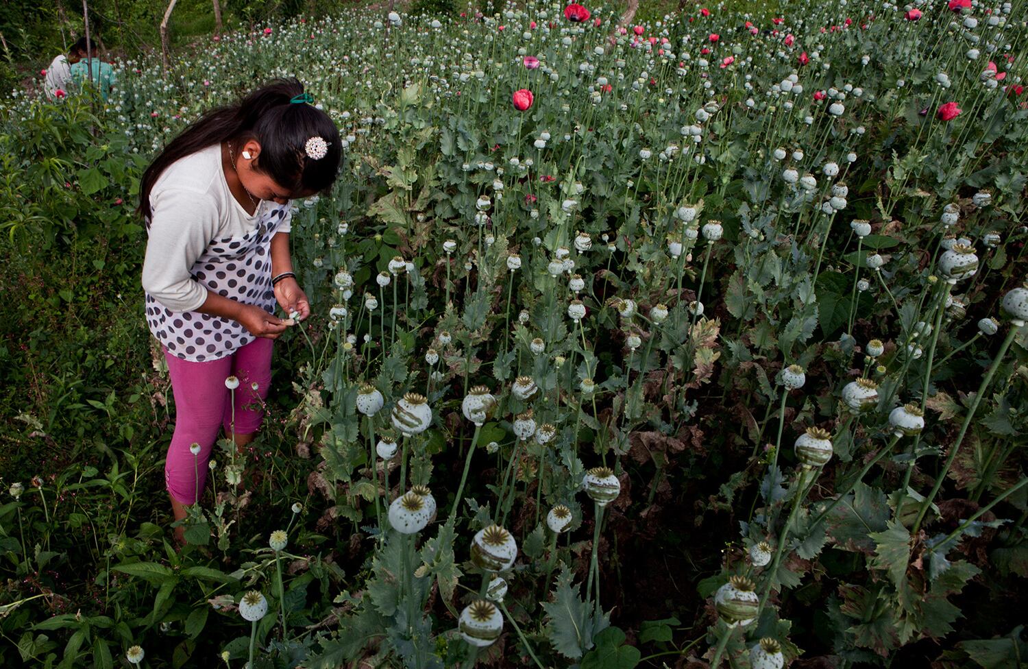 Los niños del opio / Cristopher Rogel Blanquet Chávez (México) 