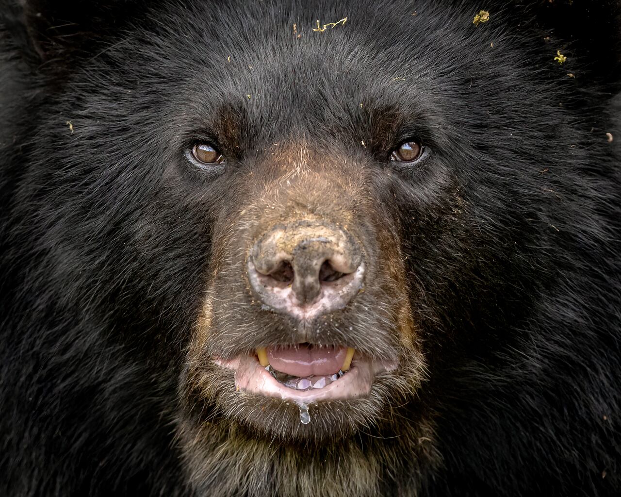 Son necesarios los esfuerzos para proteger tanto a la especie como a su entorno natural.