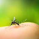 Los mosquitos son los principales transmisores del dengue.