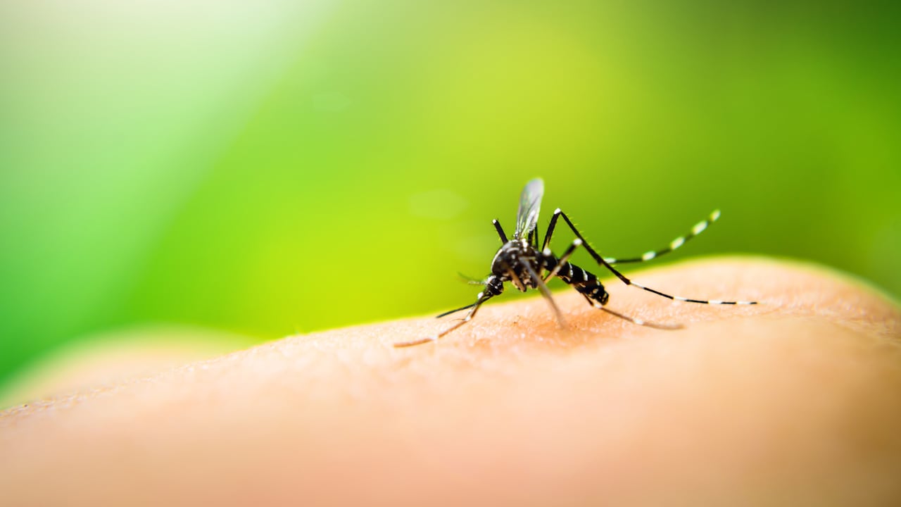 Los mosquitos son los principales transmisores del dengue.