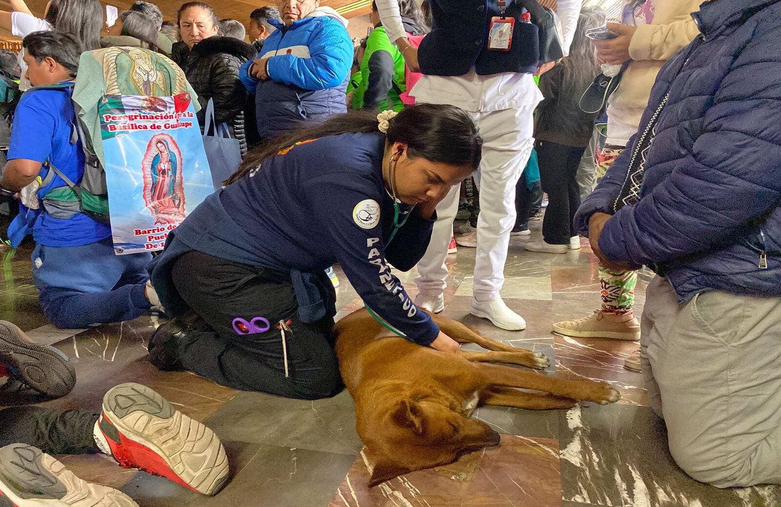 Estudiantes reanudaron al animal.