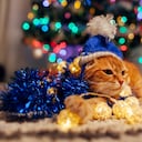 Gato - Navidad - mascota