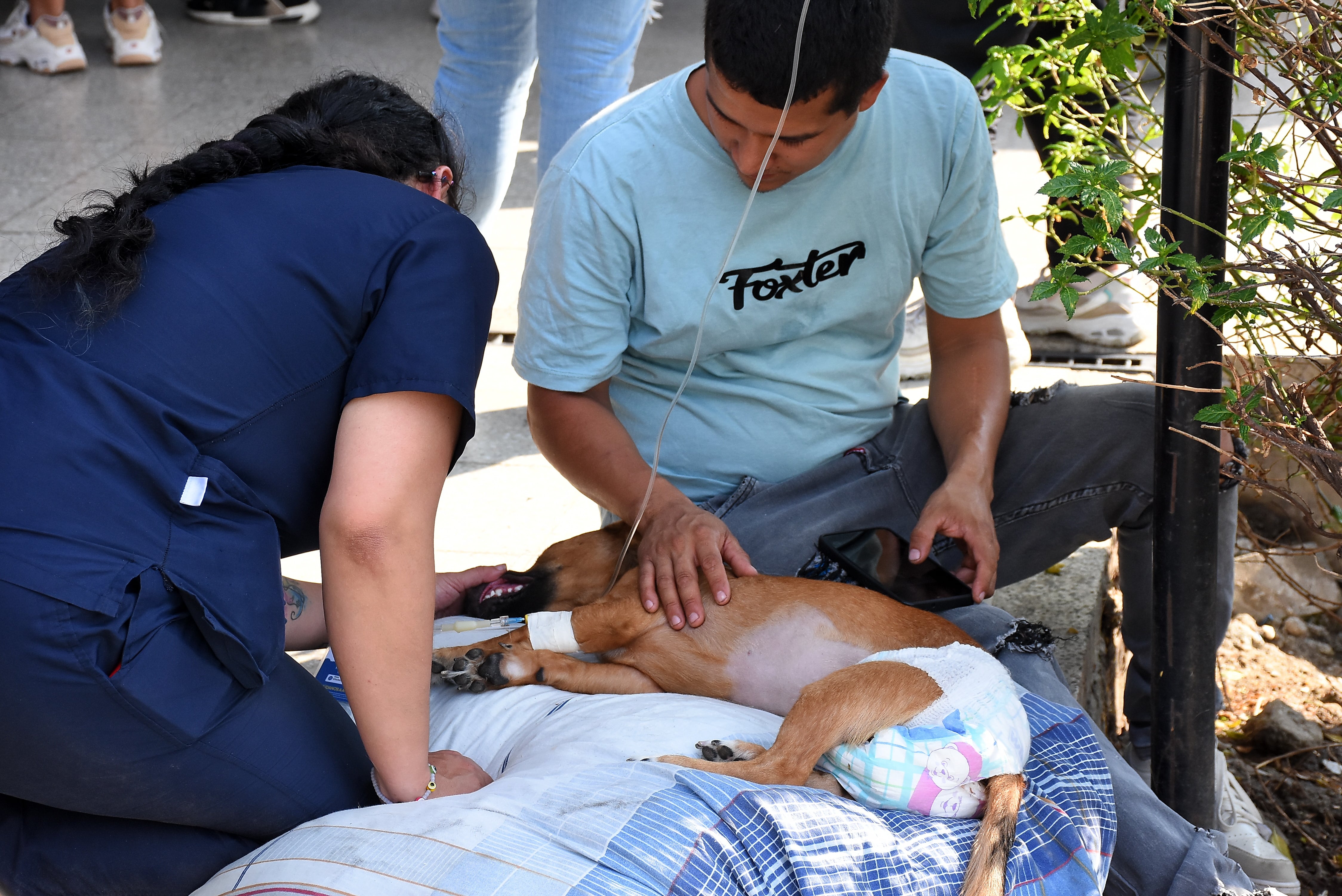 Mascotas Afectadas por Terremoto Centro de Bienestar Animal