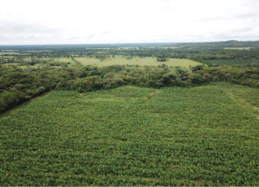 Cultivo de plátano orgánico