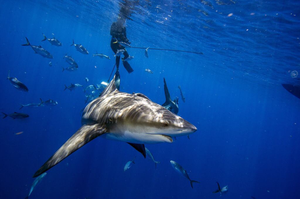 Jupiter, Florida - May 05, 2022: A bull shark gets up close to inspect divers during an eco tourism shark dive off of Jupiter, Florida on May 5, 2022. (Photo by Joseph Prezioso/Anadolu Agency via Getty Images)