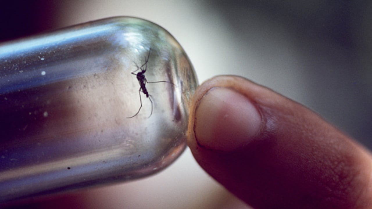 La fiebre amarilla es una enfermedad viral aguda transmitida por la picadura de mosquitos infectados.