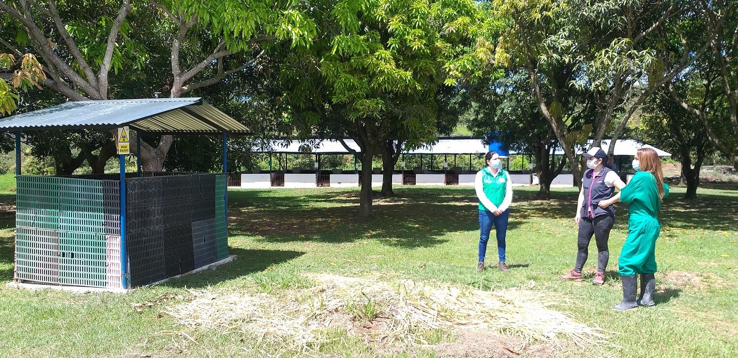 Las granjas porcícolas en el Huila migran hacia una producción sostenible.