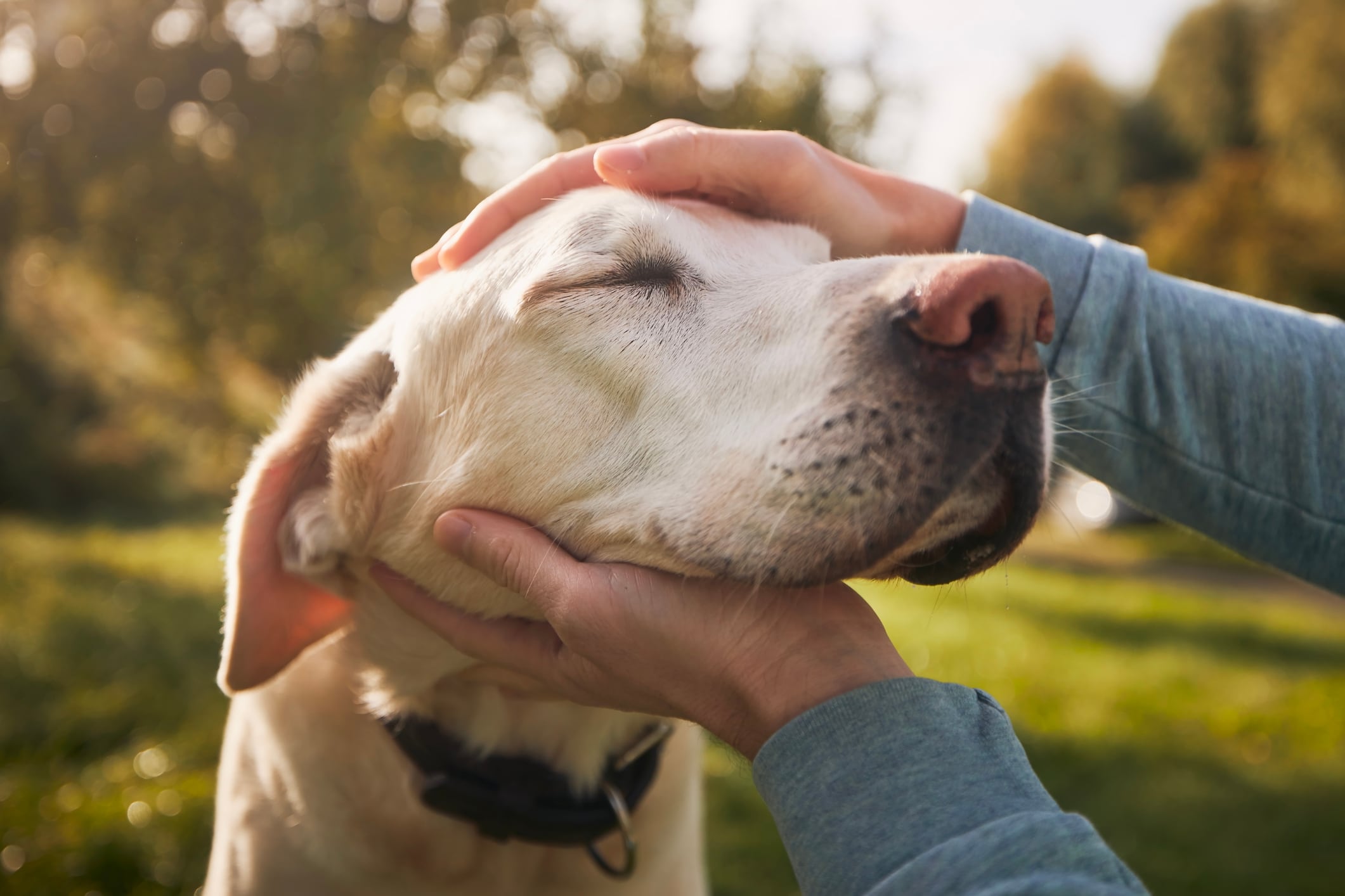 Los perros tienen diversas formas de comunicarse con sus cuidadores.