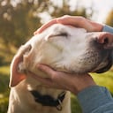 Los perros tienen diversas formas de comunicarse con sus cuidadores.