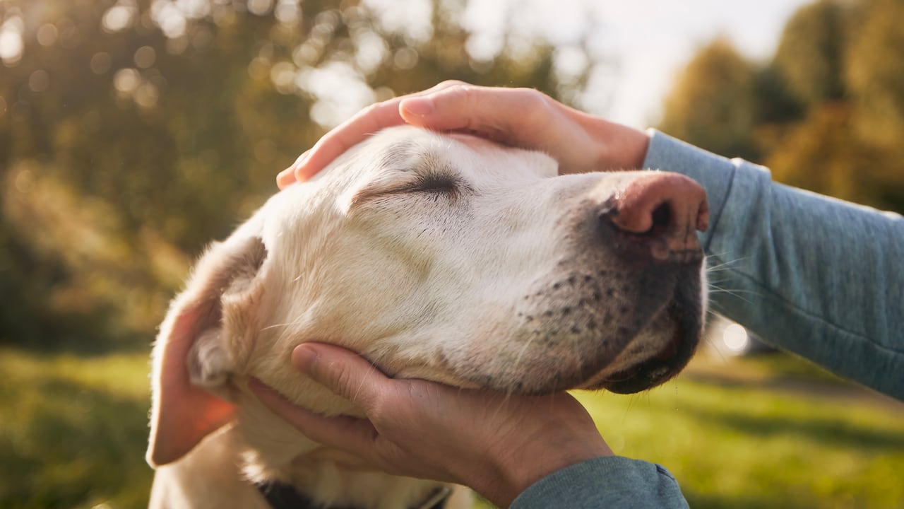 Los perros tienen diversas formas de comunicarse con sus cuidadores.