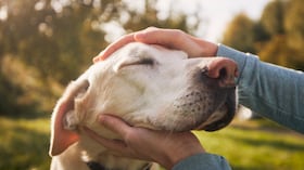 Los perros tienen diversas formas de comunicarse con sus cuidadores.
