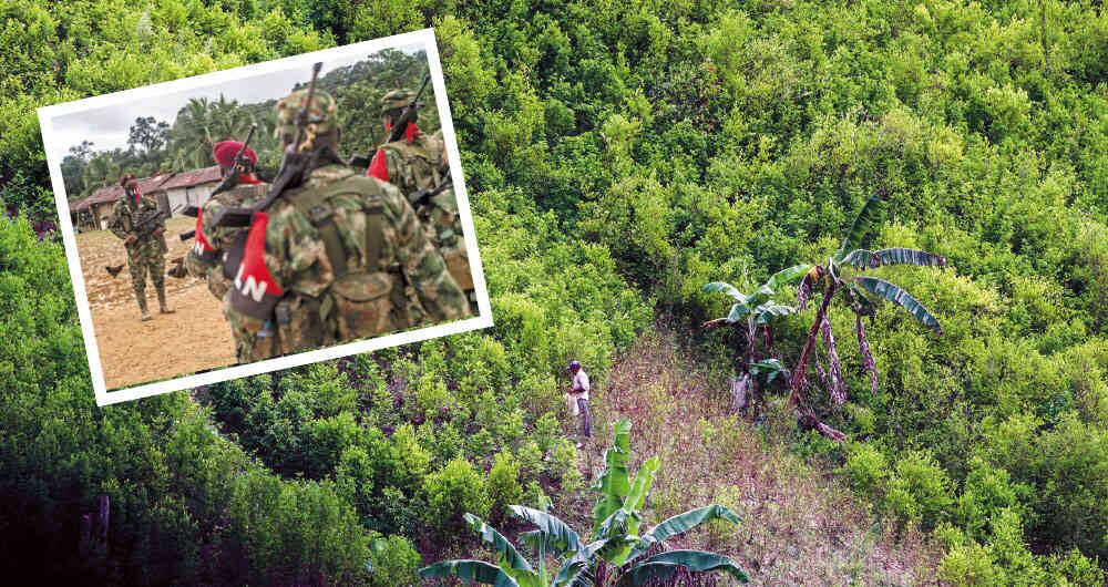 El cañón del Micay es la tercera región de Colombia con más hectáreas de cultivos ilícitos, después de Putumayo y Tumaco. Además, es un paso estratégico para sacar droga hacia aguas del Pacífico.