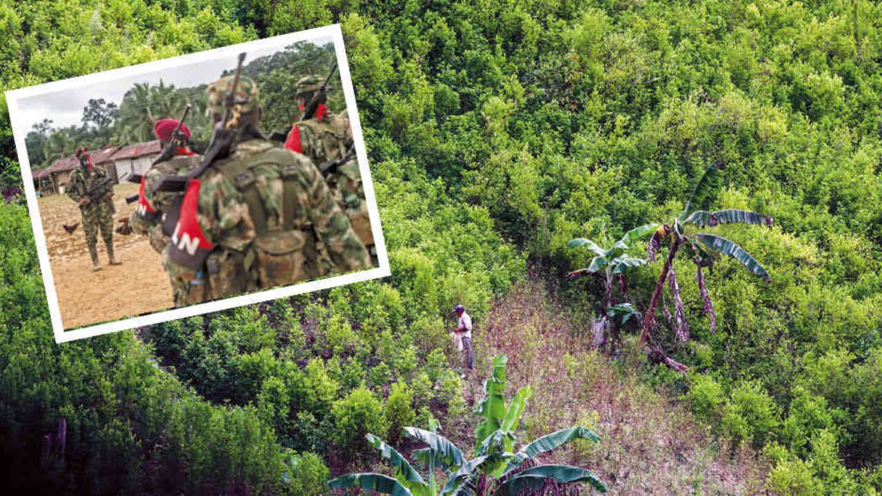 El cañón del Micay es la tercera región de Colombia con más hectáreas de cultivos ilícitos, después de Putumayo y Tumaco. Además, es un paso estratégico para sacar droga hacia aguas del Pacífico.