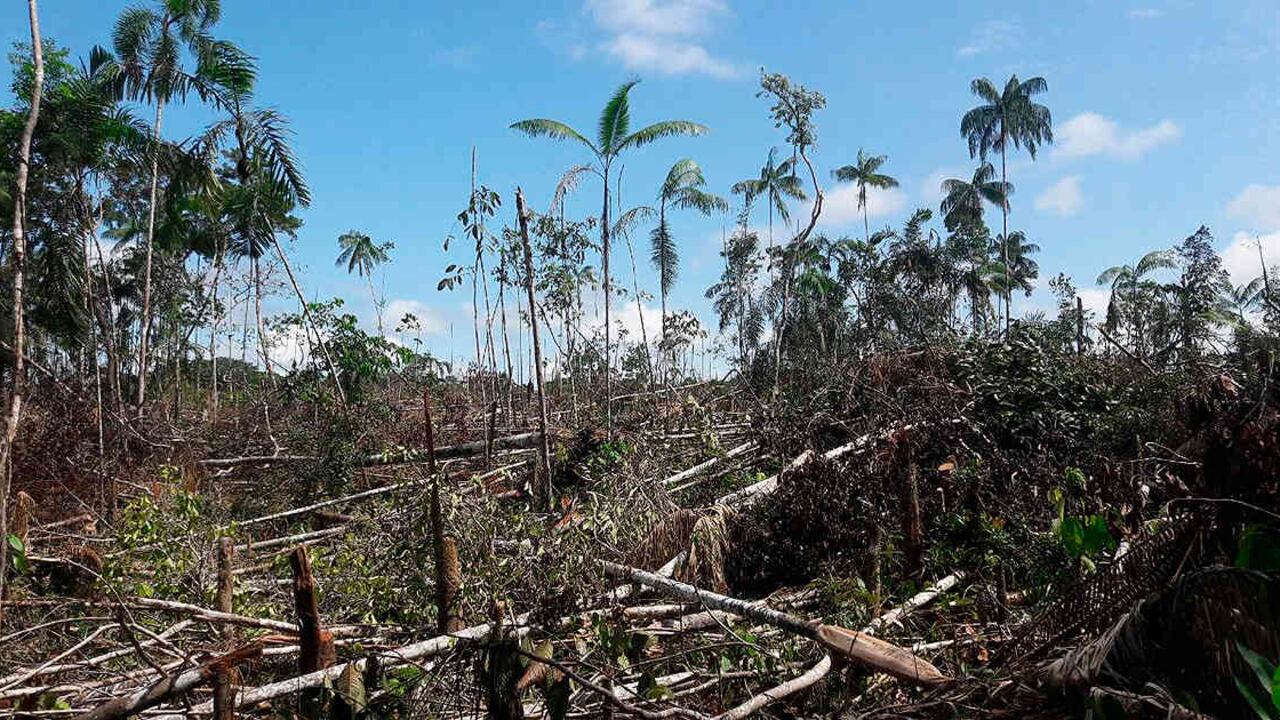 Los recursos renovables como la madera, el agua dulce y la biomasa ya se han agotado para el 2018. Foto: Archivo/Semana.com