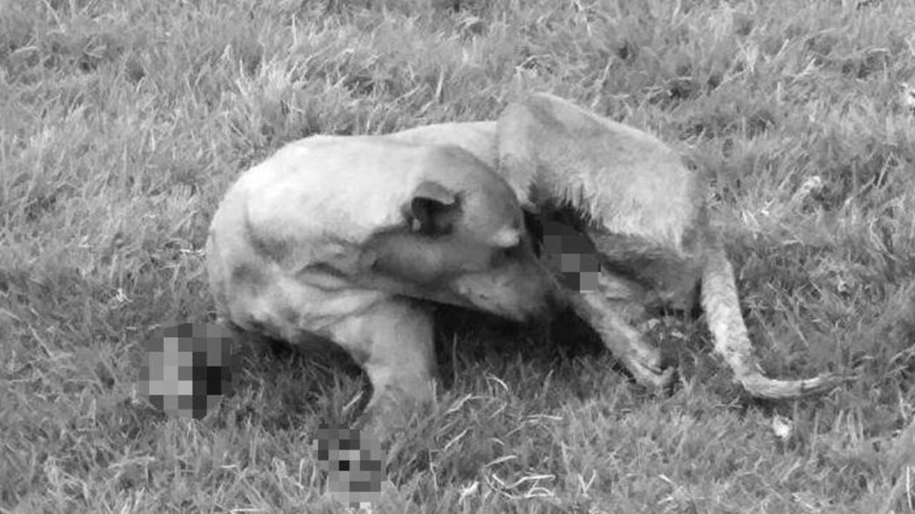 Los veterinarios reportaron que la perra ya estaba esterilizada, pero nadie la ha reclamado como suya.