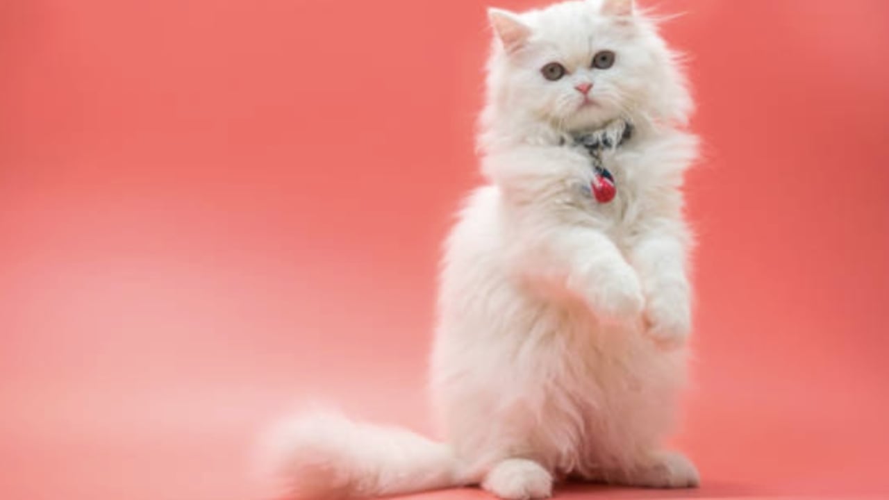 Los gatos se adaptan fácilmente a los espacios interiores.