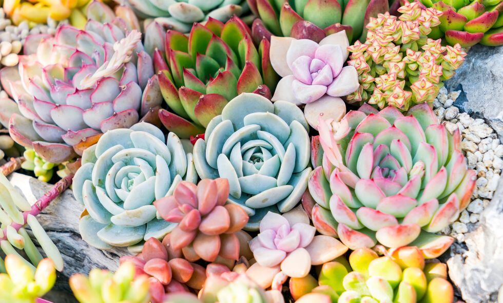Suculentas