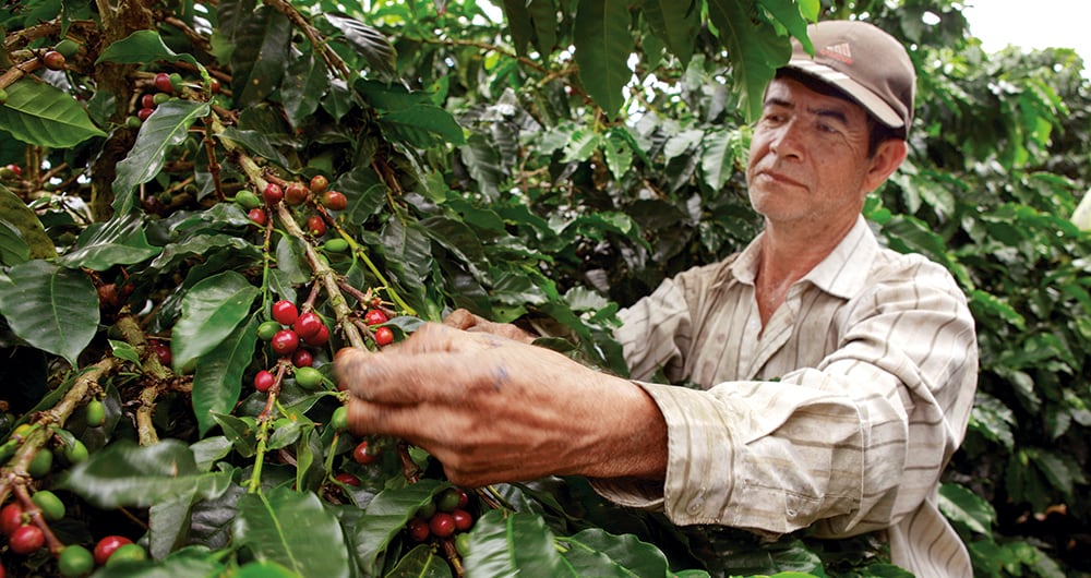 Si bien la Federación de Cafeteros publica un precio de referencia para la carga de café, muchos cultivadores no pueden vender a ese nivel por problemas con las cooperativas.