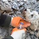 Twitter: @AlertaNews24 (API)