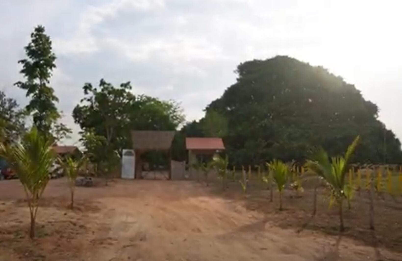 El árbol más grande de Colombia se encuentra en Sucre