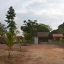 El árbol más grande de Colombia se encuentra en Sucre