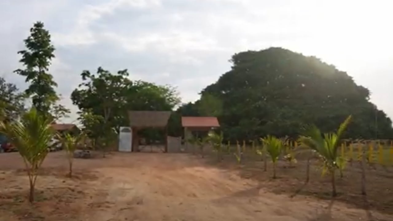 El árbol más grande de Colombia se encuentra en Sucre