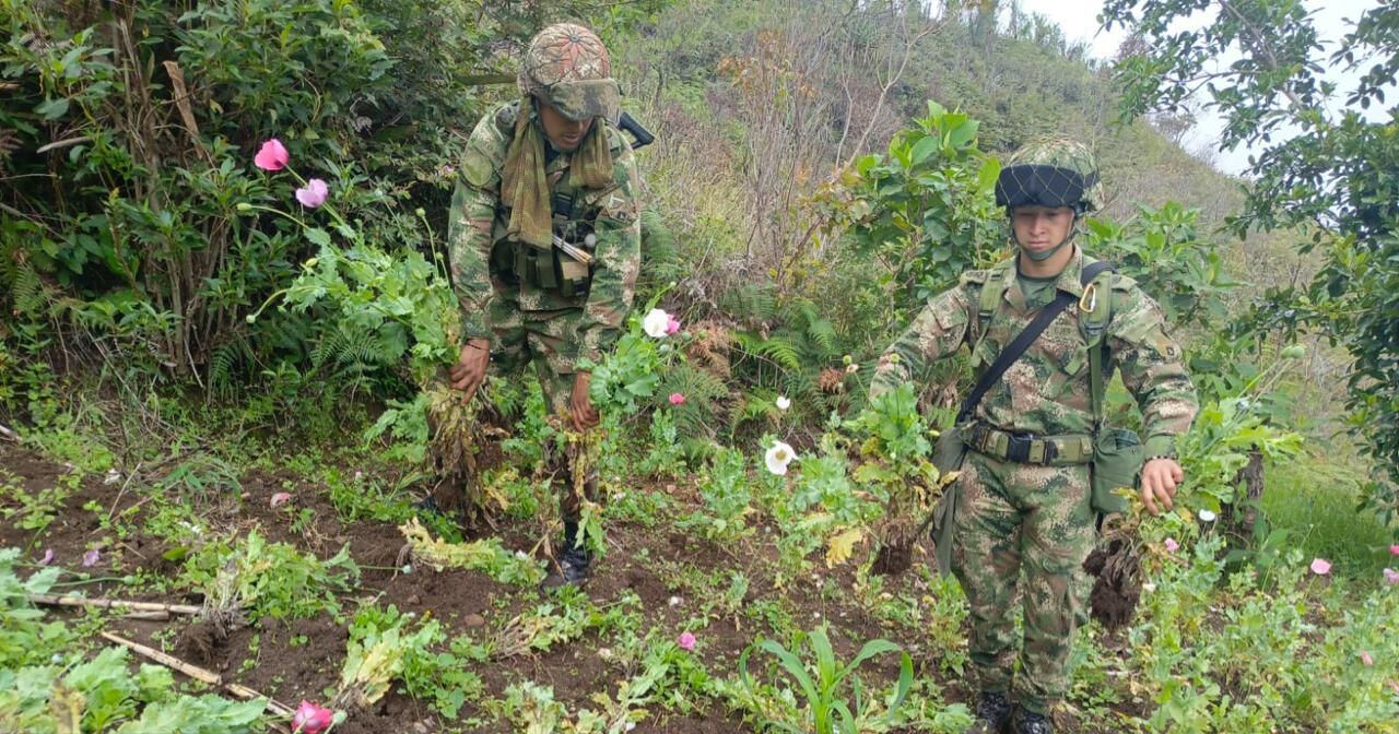 Destrucción de cultivos de amapola.