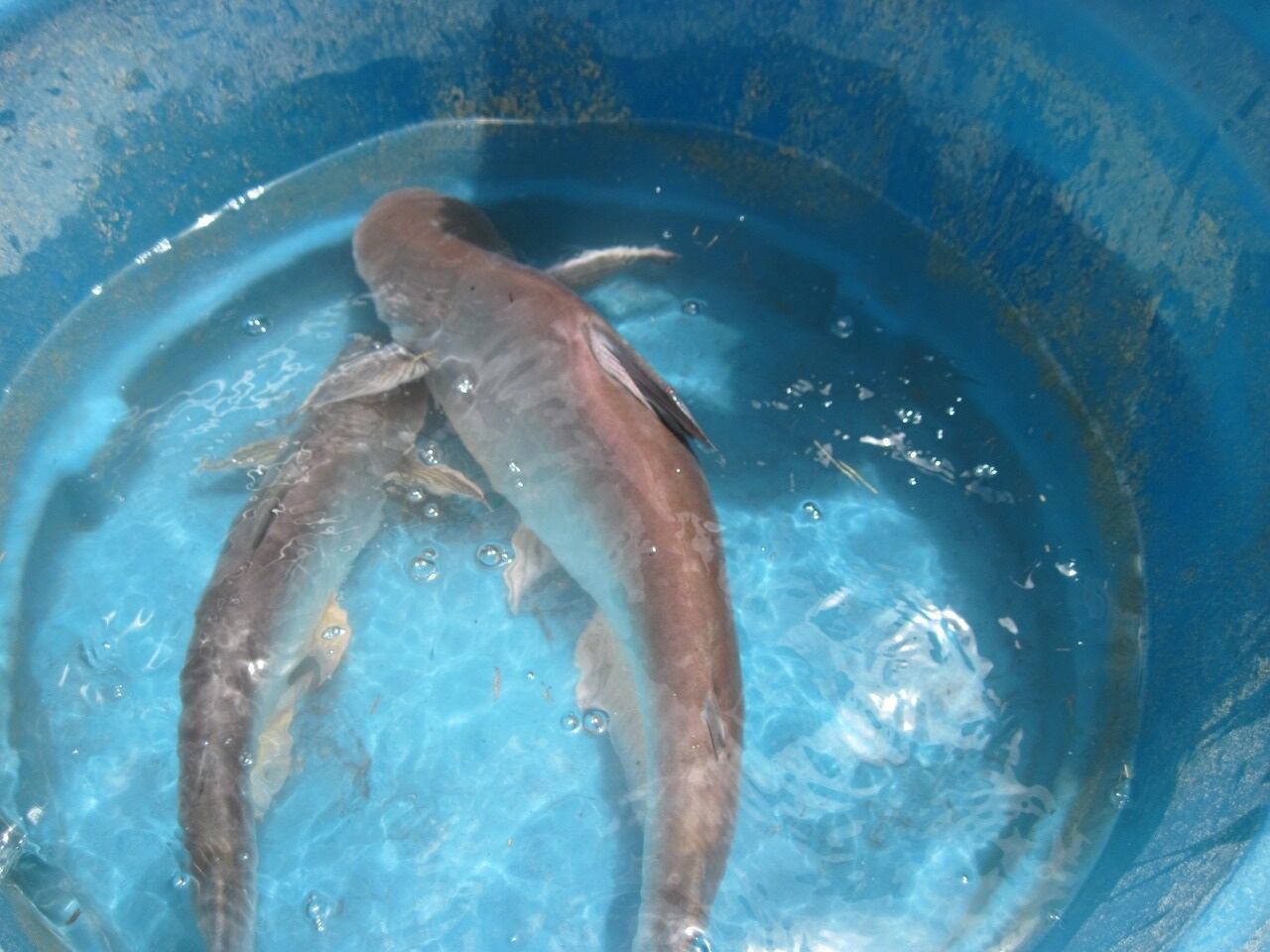 Estudio del pez basa en Colombia