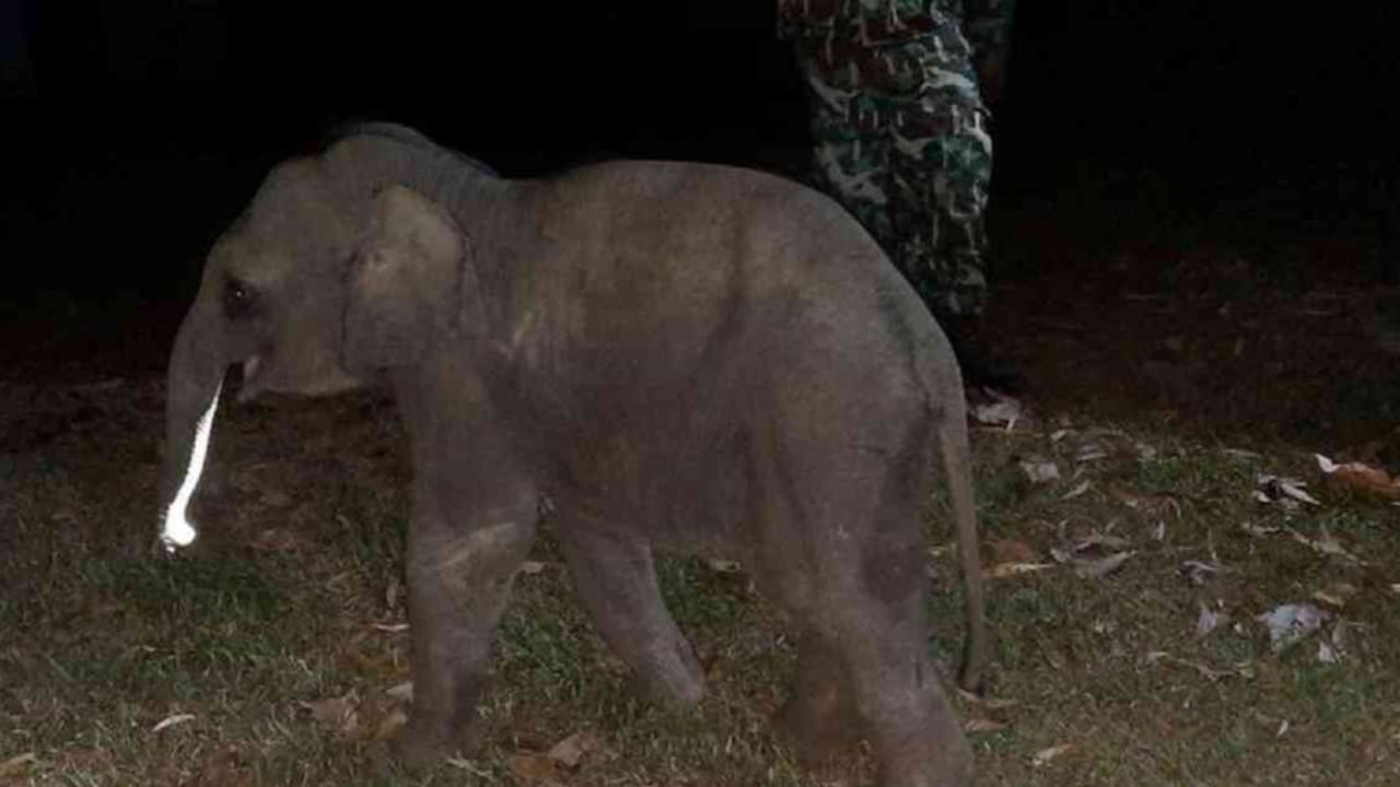 El bebé elefante fue atropellado por una motocicleta en una vía pública. Foto: Reuters.
