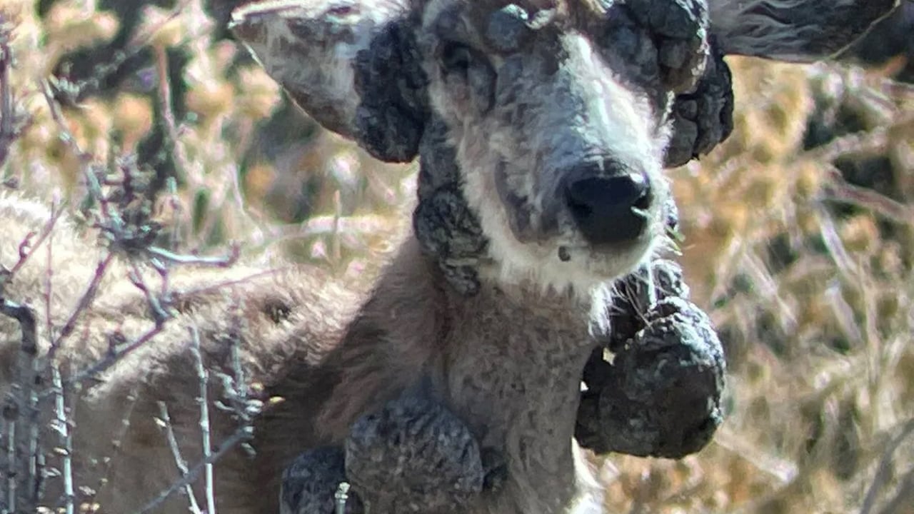 Ciervo en un bosque de EE.UU. con signos de debilidad y comportamiento errático por enfermedad neurodegenerativa.