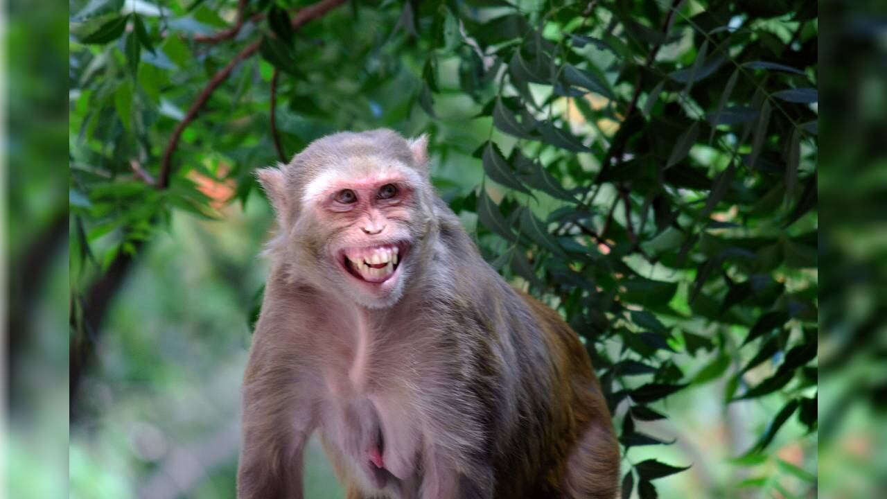 La jaula donde estaba la mona era de material resistente (imagen de referencia).