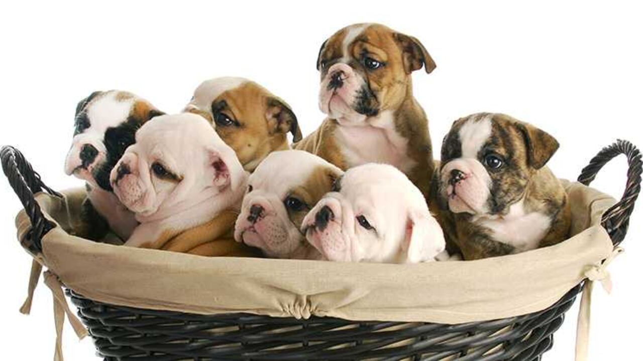 ¿Cuántos cachorros puede tener una perra?