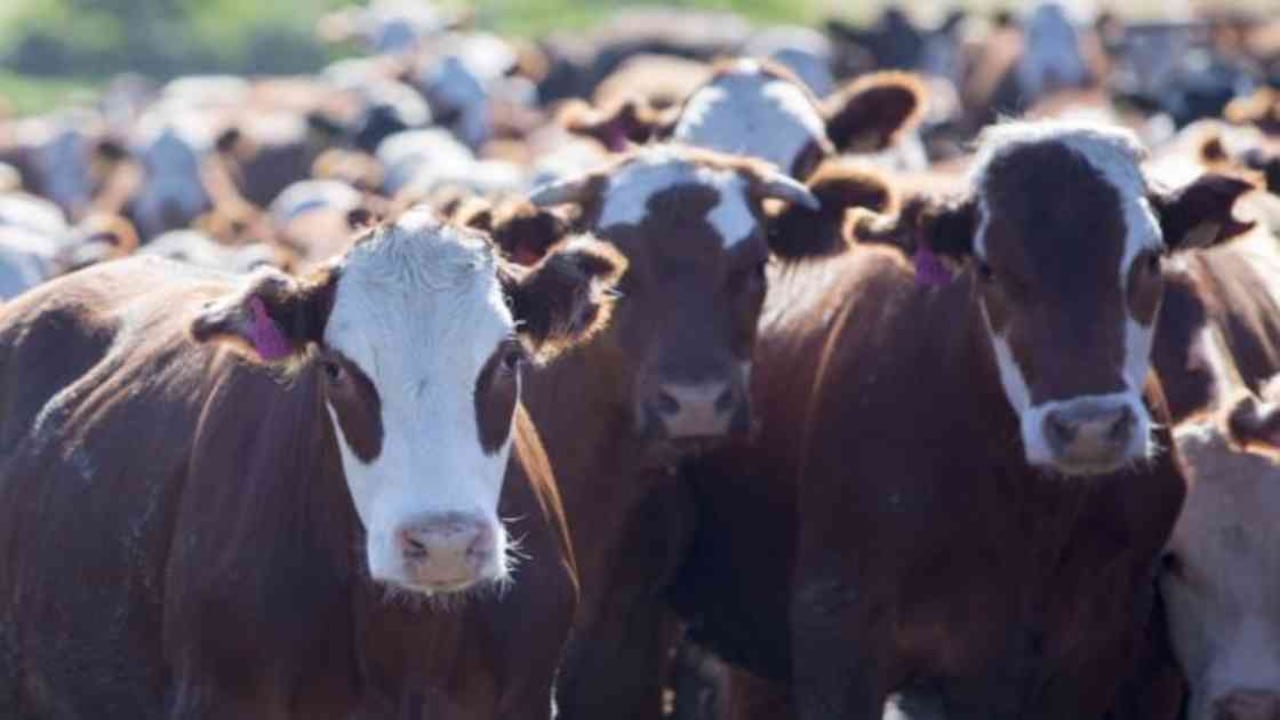 La producción de carne vacuna en Sudamérica produce en promedio tres veces más gases de invernadero que la de Europa, según Joseph Poore. Foto: GETTY vía BBC.