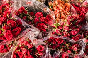 Rosas, entre las principales flores que Colombia exporta en San Valentín.