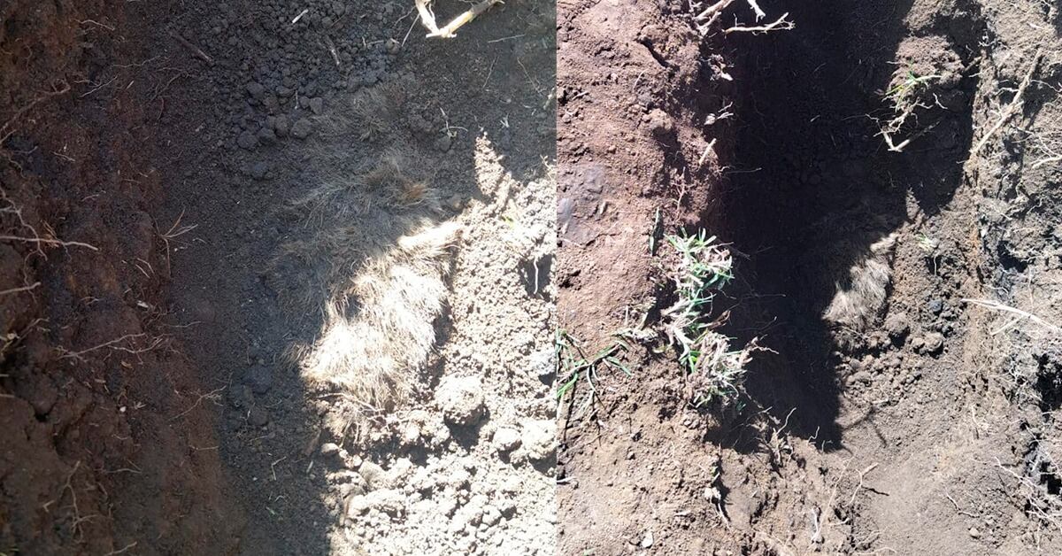 Habitantes de Madrid, Cundinamarca, están indignados por la muerte de cuatro perros. Se realizó una velatón.