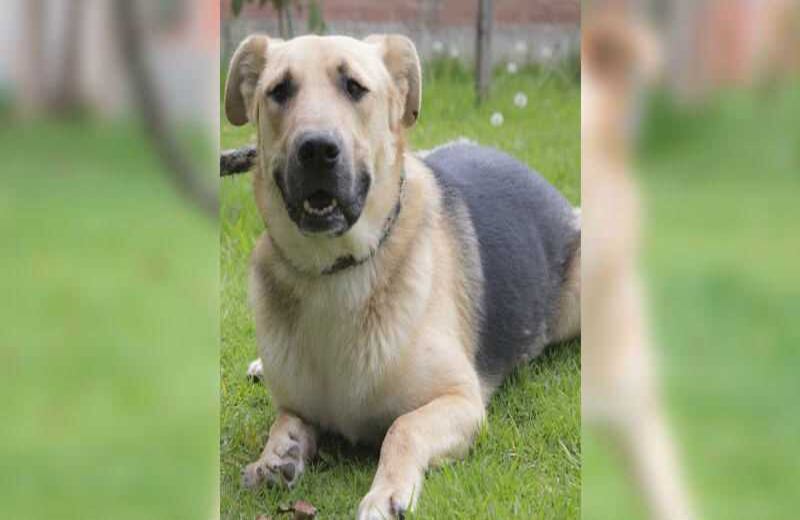 Pacho: Criollo macho de 26 meses. Es un animal equilibrado, tranquilo, su condición médica es especial por que presenta una fractura inadecuadamente tratada en su miembro anterior derecho. 