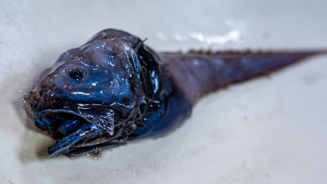 Referencia del asno de orejas huesudas.