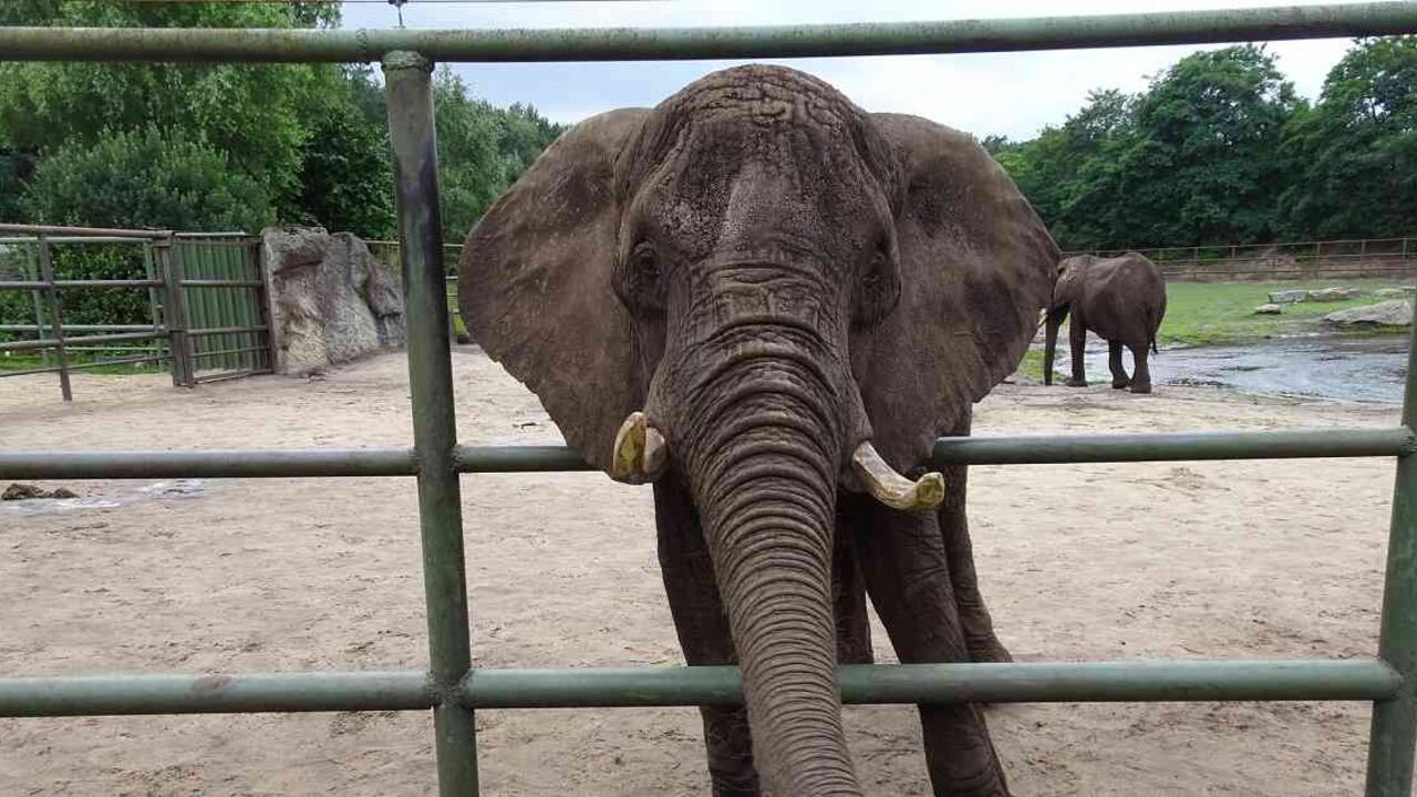 Estos paquidermos empiezan a ser explotados desde muy pequeños, con el fin de obtener un beneficio económico. Foto: Pixabay