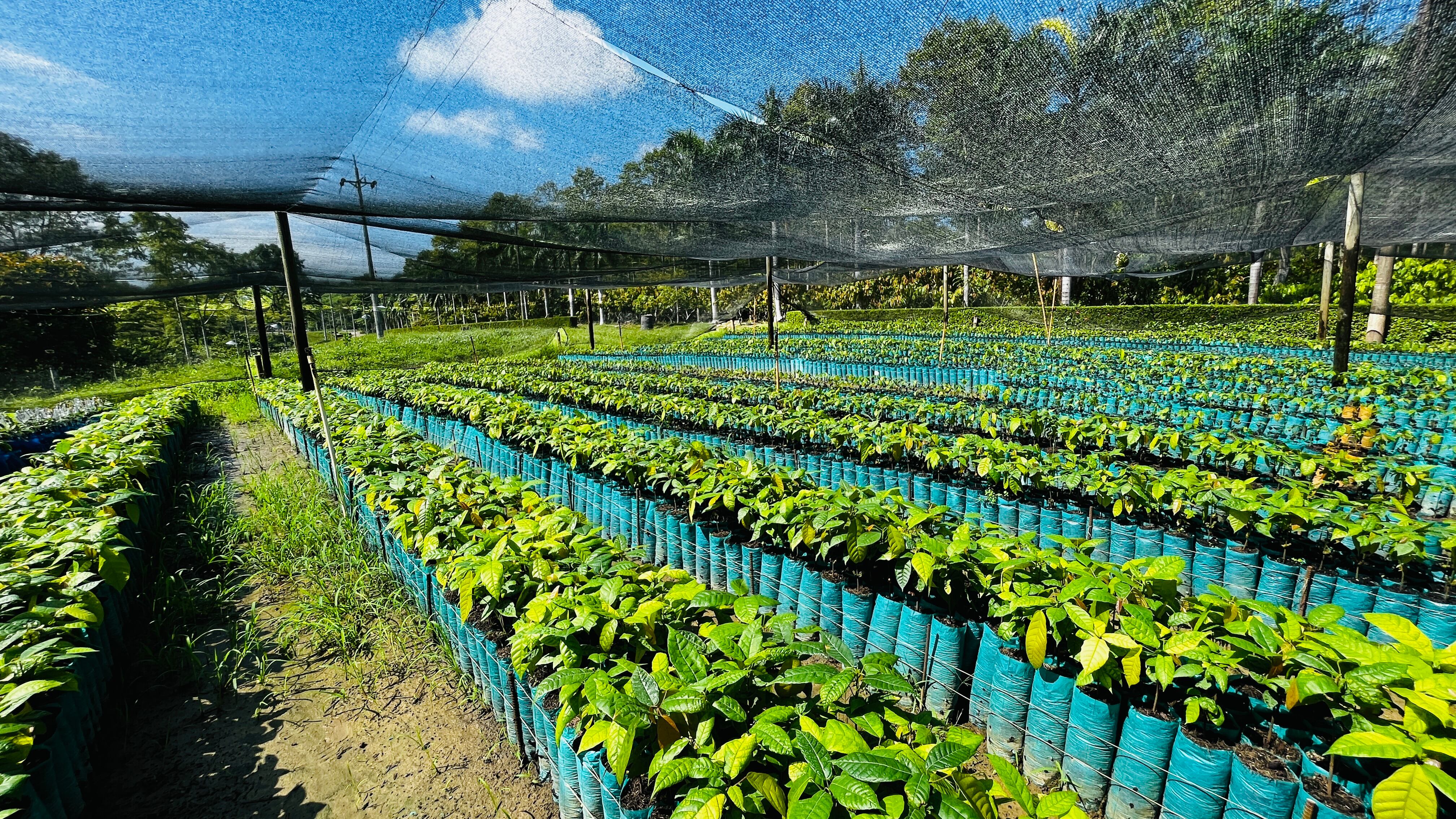 Especial Cacao - Mejor Colombia