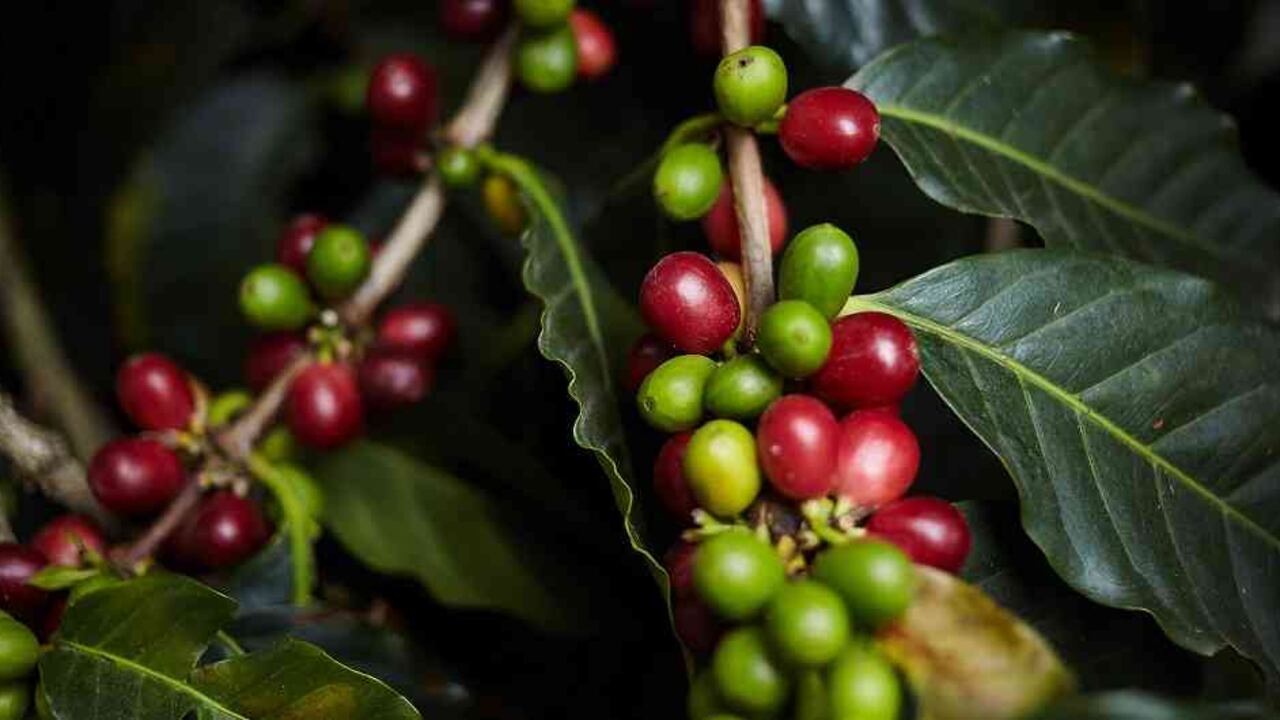 La producción de café para el mes de septiembre aumentó 4%.